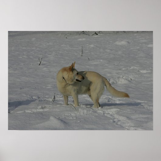 Witte Duitse herder in de sneeuw Poster (Voorkant)