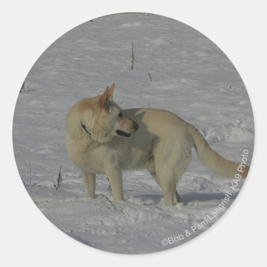 Witte Duitse herder in de sneeuw Ronde Sticker (Voorkant)