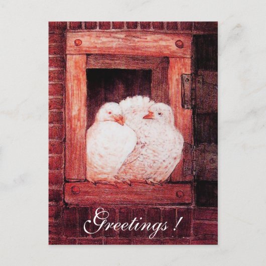 WITTE DUIVEN BIJ HET RAAM rood roze Briefkaart (Voorkant)