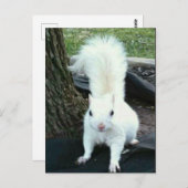 Witte eekhoorn briefkaart (Voorkant / Achterkant)