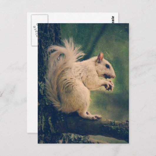 Witte eekhoorn briefkaart (Voorkant / Achterkant)