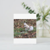 Witte Eekhoorn van Brevard Briefkaart (Staand voorkant)