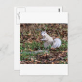 Witte Eekhoorn van Brevard Briefkaart (Voorkant / Achterkant)