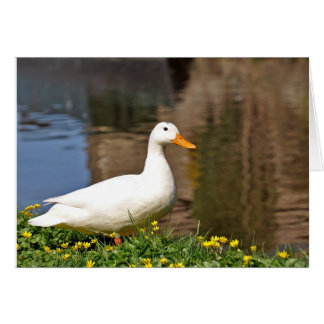 witte eend001