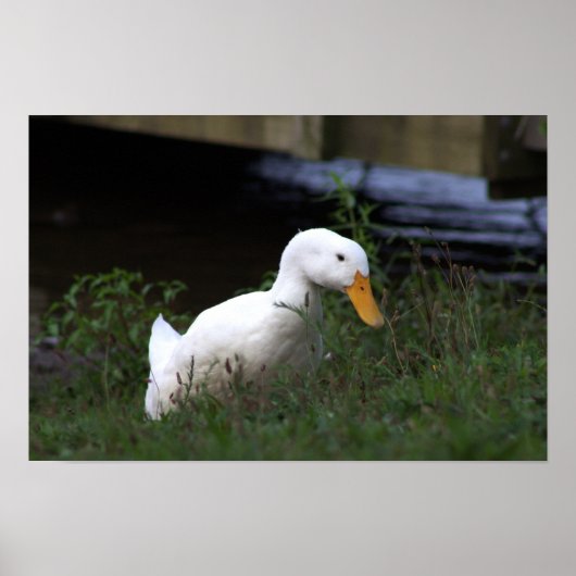 Witte Eend Foto Poster (Voorkant)