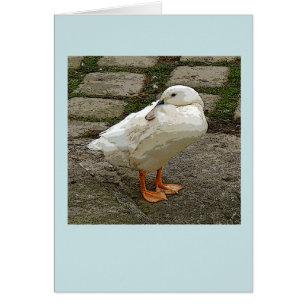 Witte eend grafische kaart
