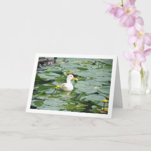 Witte Eend In Lelie Vijver Kaart