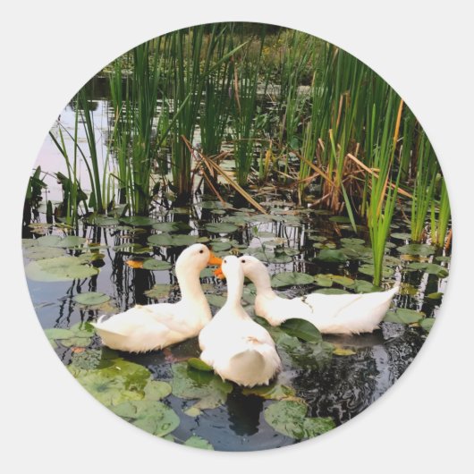 Witte eenden, lendenkussens, cattails, meeroever ronde sticker (Voorkant)
