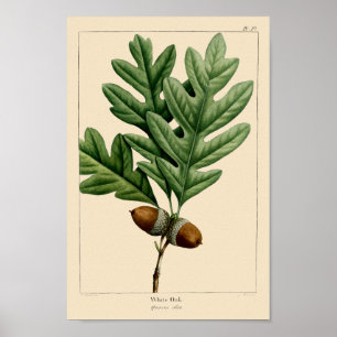 witte eikenbladeren en eikels botanische kunst poster