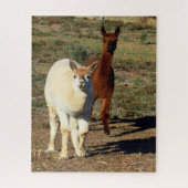 Witte en bruine jonge alpacas, legpuzzel (Verticaal)
