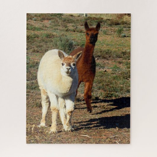 Witte en bruine jonge alpacas, legpuzzel (Verticaal)