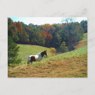 Witte en bruine paarden, Autumn vijver Briefkaart