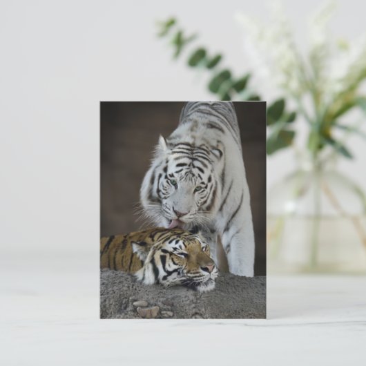 Witte en bruine tijgers die rusten briefkaart (Staand voorkant)