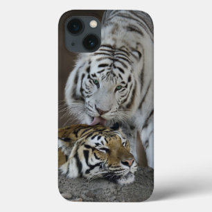 Witte en bruine tijgers die rusten iPhone 13 hoesje