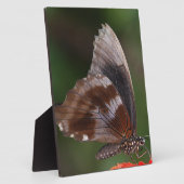 Witte en bruine vlinder op rode ventilator fotoplaat (Zijkant)