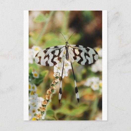 Witte en chocolade bruine staartvlinder briefkaart (Voorkant)