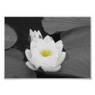 Witte en gele bloem foto afdruk