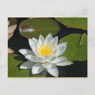 Witte en gele briefkaart