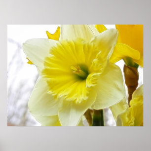 Witte en gele diaffodil poster