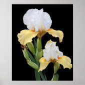 Witte en Gele Irissen Bloemstuk Poster (Voorkant)