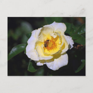 Witte en gele Rose met Honeybee Briefkaart