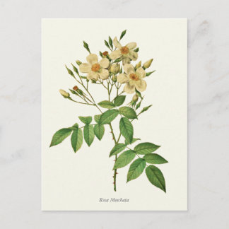witte en gele roze botanische afdrukken briefkaart