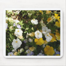 Witte en gele viooltjes