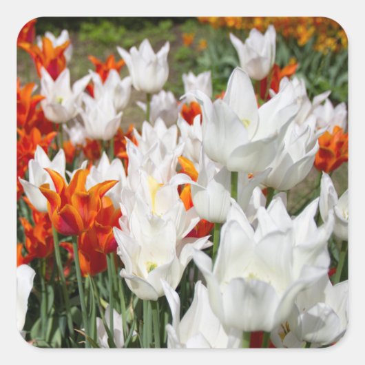 Witte en gembertulpen in de tuin vierkante sticker (Voorkant)