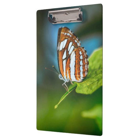 Witte en Oranje gestripte vlinder Klembord (Links)