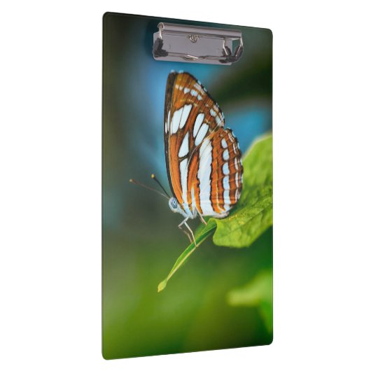 Witte en Oranje gestripte vlinder Klembord (Rechts)