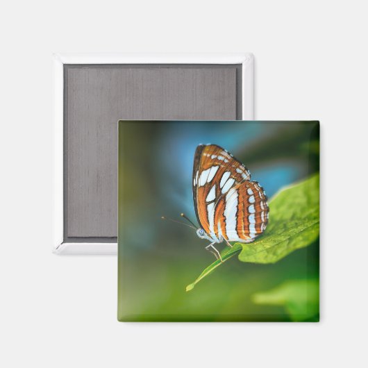 Witte en Oranje gestripte vlinder Magneet (Voorkant / Achterkant)