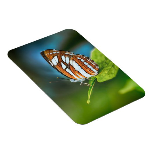 Witte en Oranje gestripte vlinder Magneet (Rechterzijde)