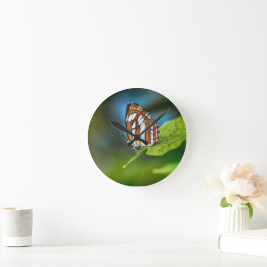 Witte en Oranje gestripte vlinder Ronde Klok (Huis)