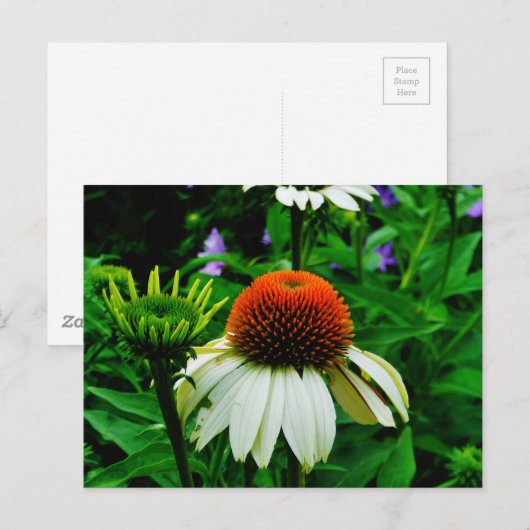 Witte en Oranje kloonbloemen Briefkaart (Voorkant / Achterkant)