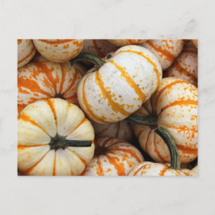 Witte en Oranje mini-pompoenen Briefkaart