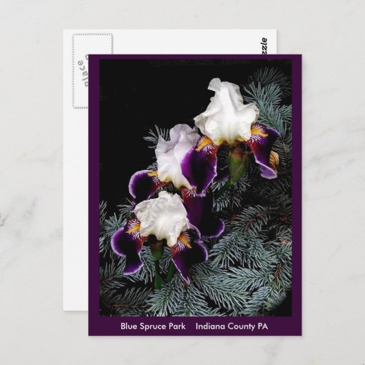 Witte en Paarse Iris Briefkaart (Voorkant / Achterkant)