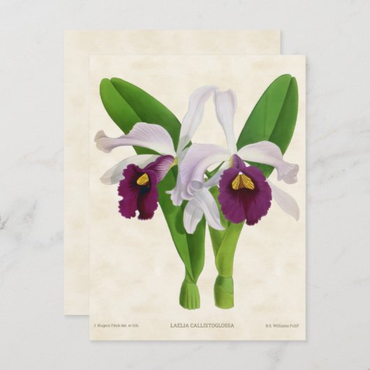 Witte en Paarse Laelia Orchid Botanisch Briefkaart (Voorkant / Achterkant)