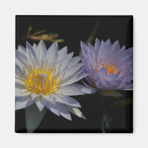 Witte en Paarse Lotus Waterlilies magnet Magneet