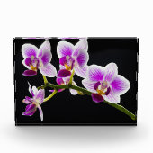 Witte en paarse orchidee fotoblokken (Voorkant)