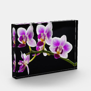 Witte en paarse orchidee fotoblokken