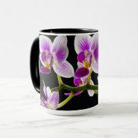 Witte en paarse orchidee