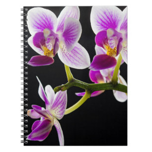 Witte en paarse orchidee notitieboek