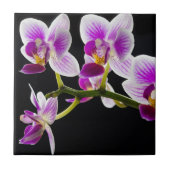 Witte en paarse orchidee tegeltje (Voorkant)