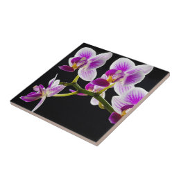 Witte en paarse orchidee tegeltje