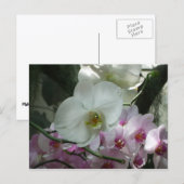 Witte en Paarse orchideeën Briefkaart (Voorkant / Achterkant)