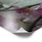 Witte en Paarse orchideeën Foto Afdruk (Hoek)