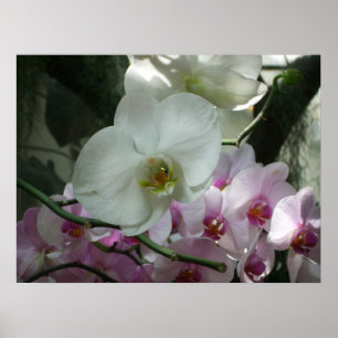 Witte en Paarse orchideeën Poster