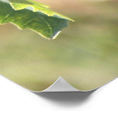 Witte en rode druiven poster (Hoek)