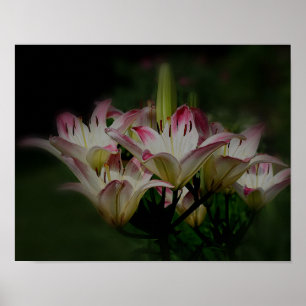 Witte en rode Lily bloemen Poster