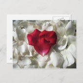Witte en rode rozenblaadjes Briefkaart (Voorkant / Achterkant)